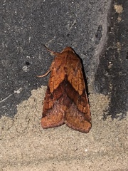 Pyrrhia exprimens