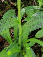 Dactylorhiza majalis baltica