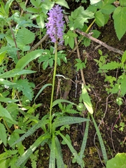 Dactylorhiza majalis baltica