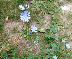 Cichorium intybus