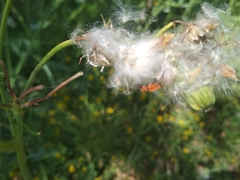 Pterygota