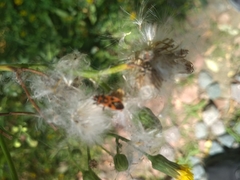 Pterygota