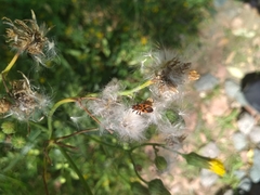 Pterygota