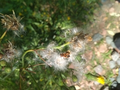 Pterygota