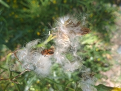 Pterygota