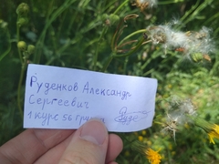 Pterygota
