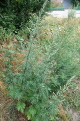 Artemisia vulgaris
