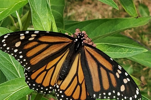 Monarch photographed in Michigan