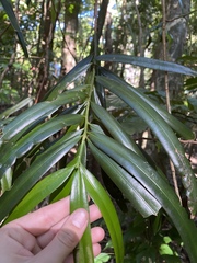 Podocarpus grayae