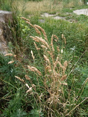 Dactylis glomerata