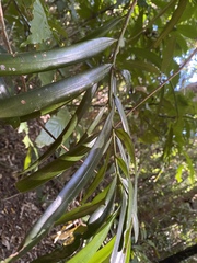 Podocarpus grayae