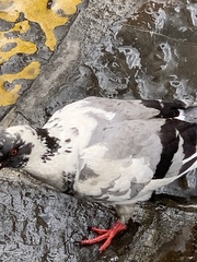 Columba livia domestica
