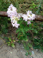 Saponaria officinalis