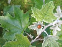 Harmonia axyridis