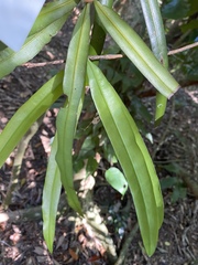 Podocarpus grayae
