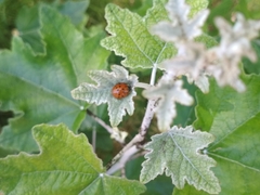 Harmonia axyridis