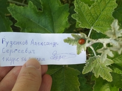 Harmonia axyridis