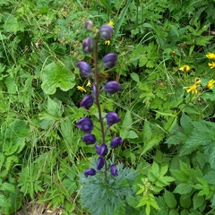 Aconitum plicatum