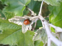 Harmonia axyridis