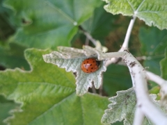 Harmonia axyridis