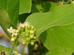 Cordia dichotoma