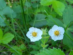 Fragaria orientalis