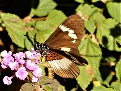 Acraea aganice