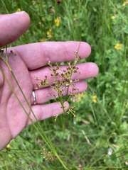 Juncus acutiflorus