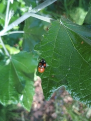 Harmonia axyridis