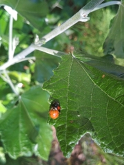 Harmonia axyridis
