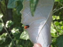 Harmonia axyridis