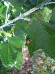 Harmonia axyridis