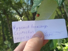Harmonia axyridis