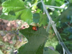 Harmonia axyridis