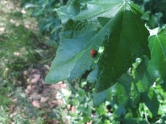 Harmonia axyridis