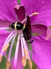 Symmorphus bifasciatus