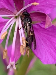 Symmorphus bifasciatus