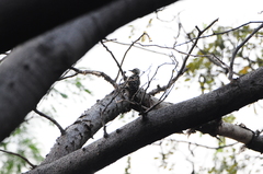Dendrocopos analis