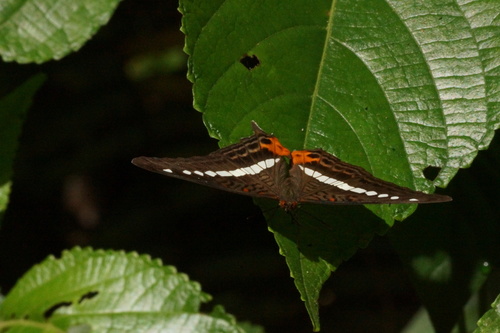 Adelpha gelania