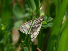 Loxostege cereralis