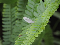 Leptosia nina niobe