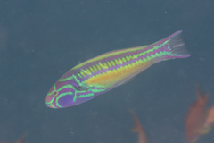 Thalassoma quinquevittatum