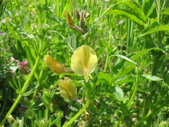 Vicia melanops