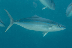 Elagatis bipinnulata