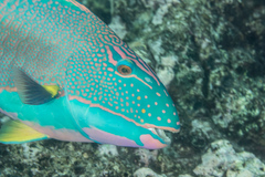 Cetoscarus ocellatus