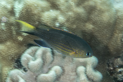 Pycnochromis vanderbilti