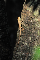 Calotes versicolor