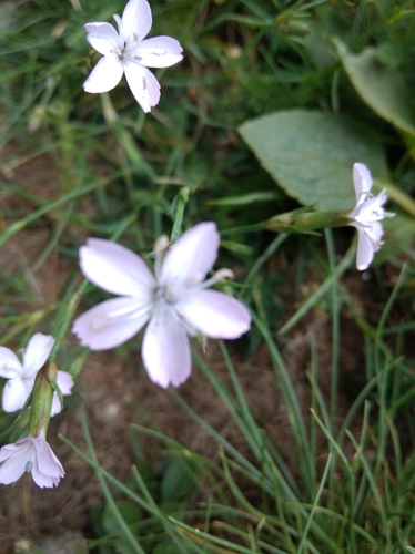 Dianthus furcatus, photograph 3