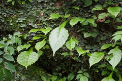 Conandron ramondioides