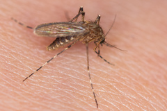 Coquillettidia richiardii